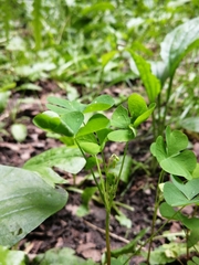 Oxalis stricta
