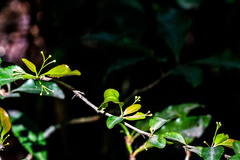 Gymnosporia harveyana harveyana