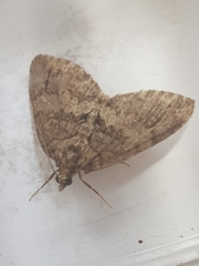 Hydriomena impluviata