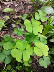 Oxalis stricta