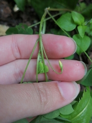 Oxalis stricta