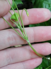 Oxalis stricta