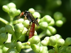 Crypteffigies lanius