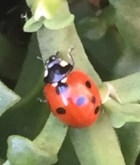 Coccinella septempunctata