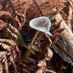 Mycena subviscosa