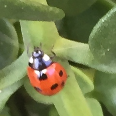 Coccinella septempunctata