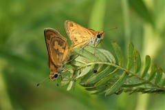 Taractrocera nigrolimbata