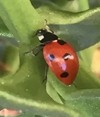 Coccinella septempunctata