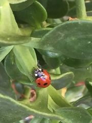Coccinella septempunctata