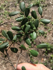 Diospyros humilis