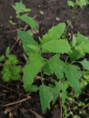 Atriplex patula