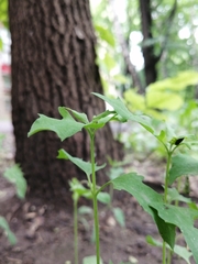 Atriplex patula