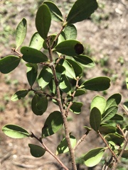 Diospyros humilis