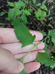 Atriplex patula