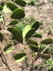 Diospyros humilis