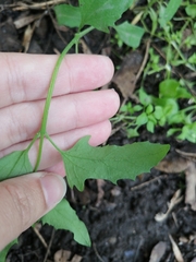 Atriplex patula