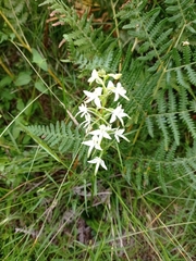 Platanthera bifolia