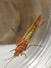 Limnephilus marmoratus
