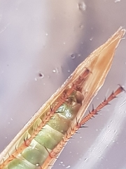 Limnephilus marmoratus