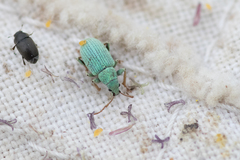 Phyllobius virideaeris