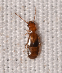 Eleusima reclusa