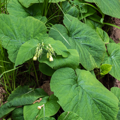 Symphytum cordatum