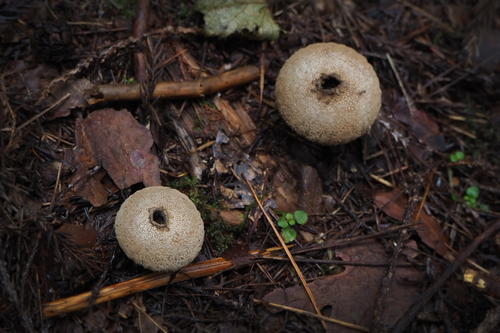 Lycoperdon