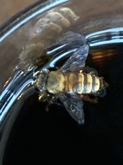 Apis cerana