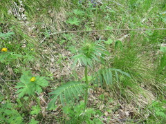 Valeriana transjenisensis