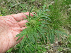 Valeriana transjenisensis