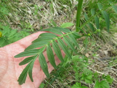 Valeriana transjenisensis