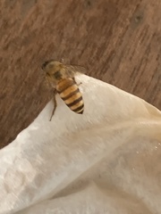 Apis cerana