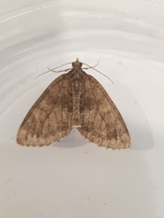 Hydriomena impluviata