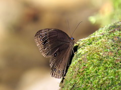 Ethope himachala