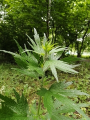 Leonurus quinquelobatus