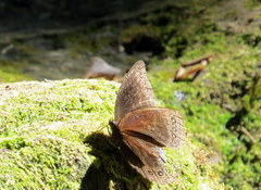 Ethope himachala