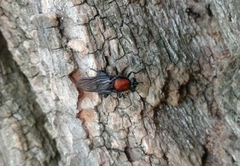 Clitellaria ephippium