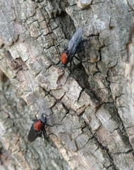 Clitellaria ephippium