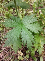 Leonurus quinquelobatus