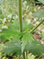 Leonurus quinquelobatus