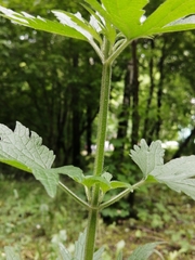 Leonurus quinquelobatus