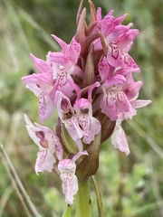 Dactylorhiza incarnata incarnata