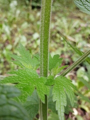 Leonurus quinquelobatus
