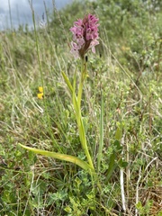 Dactylorhiza incarnata incarnata