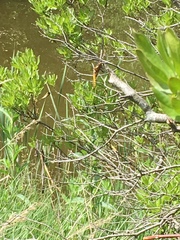 Sympetrum sanguineum
