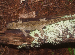 Mokopirirakau southern north island