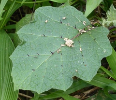Solanum lasiocarpum