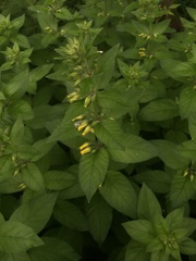 Lysimachia punctata