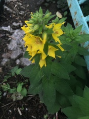 Lysimachia punctata