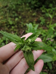 Erigeron strigosus septentrionalis